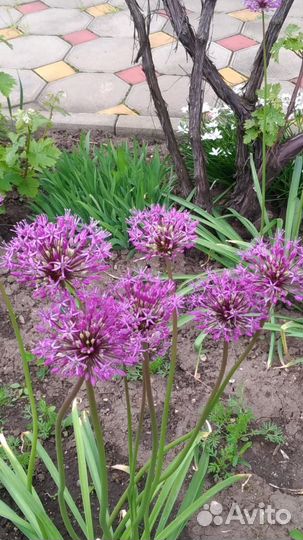 Садовые цветы