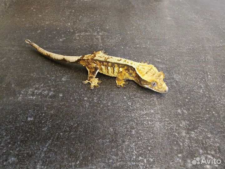 Лучшая первая ящерица