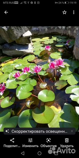 Водяная лилия. Нимфея #растениядляпруда