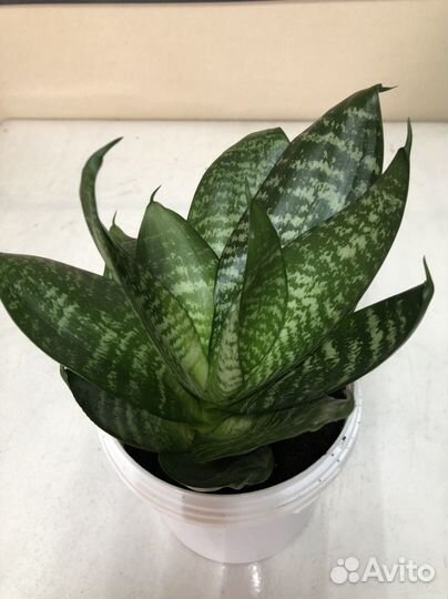 Комнатные растения