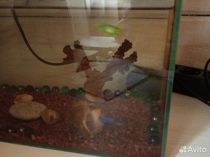 Аквариум и рыбы