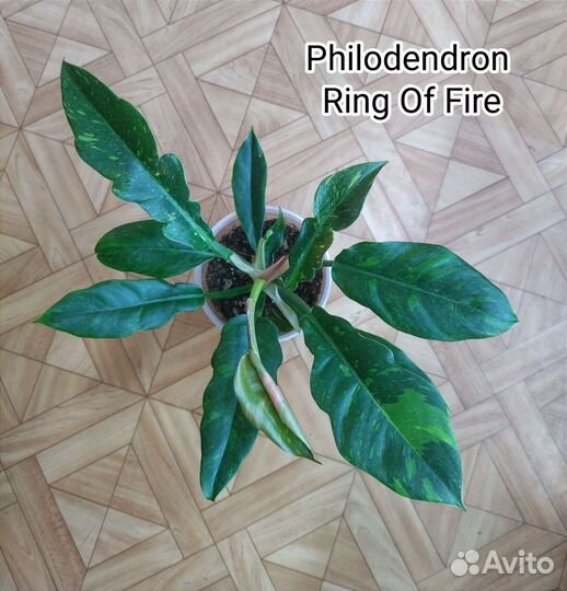 Филодендрон Ринг Оф Фаер/Ring Of Fire