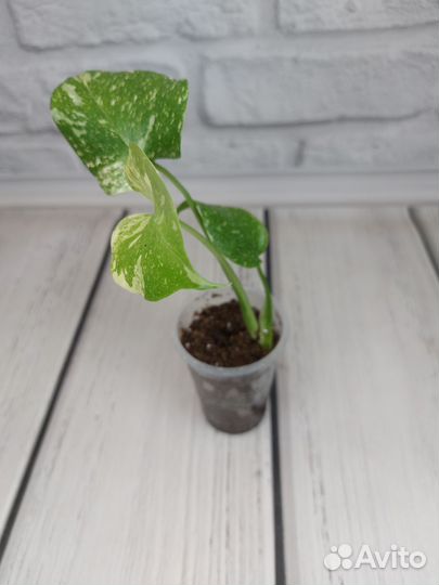 Монстера тайское созвездие, алоказия куккулата
