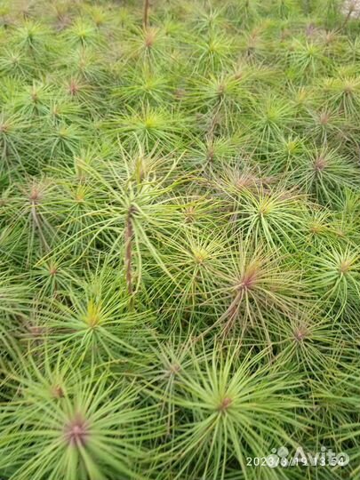 Сосна обыкновенная