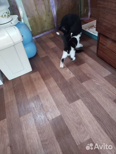 Отдам в добрые руки котёнка девочку