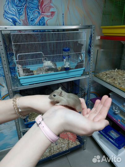 Песчанка