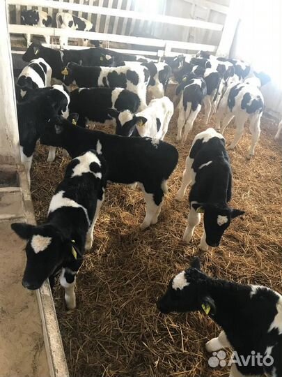 Телята крс, Бычки и Телки