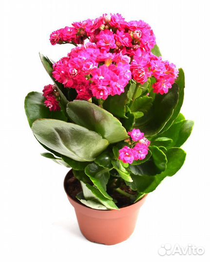 Каланхоэ цветущий