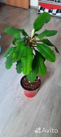 Молочай гребенчатый эуфорбия