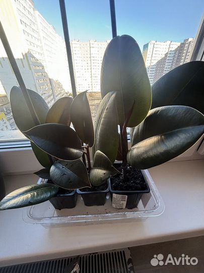 Фикус каучуконосный