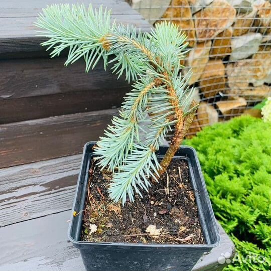 Ель Глаука Глобоза