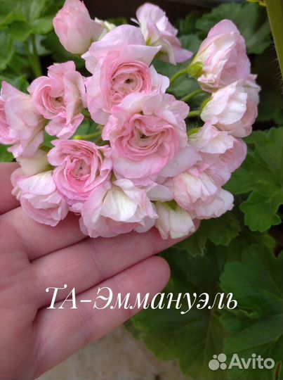 Пеларгонии сортовые