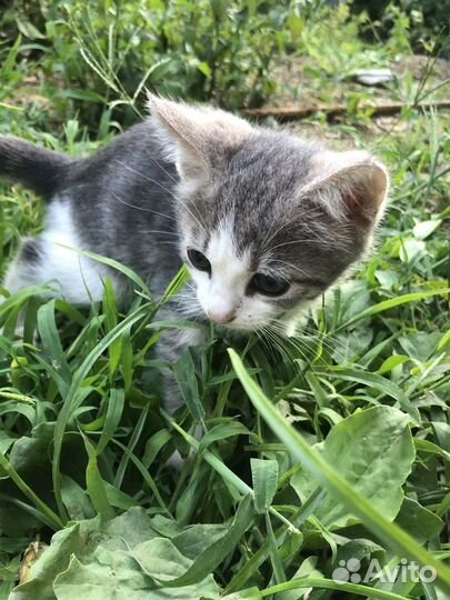 Отдам котят в добрые руки