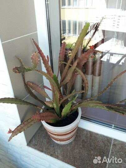 Комнатные растения