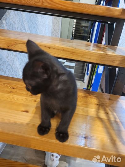 Котята европейской бурмы