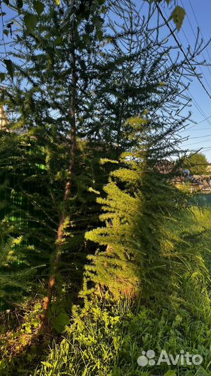 Лиственница дерево