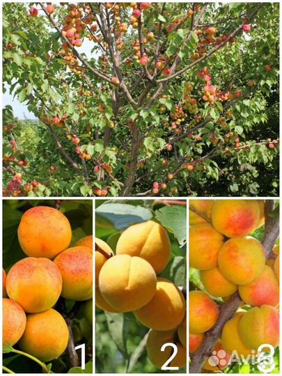 Саженцы Абрикосов, 3летки, 1,5м, зкс
