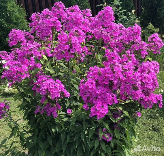 Флоксы махровые, многолетние, саженцы