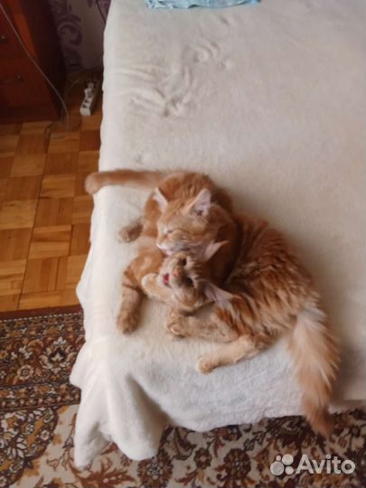 Котята кунята спешите приобрести