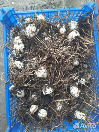 Лилии (луковицы)