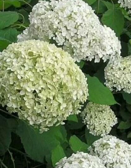 Гортензия, ирисы