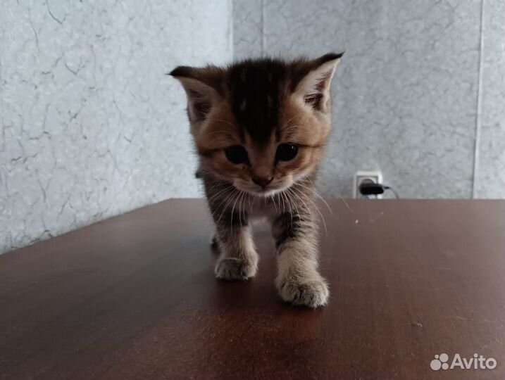 Продам котят