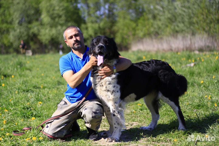 Собака в добрые руки отдам бесплатно
