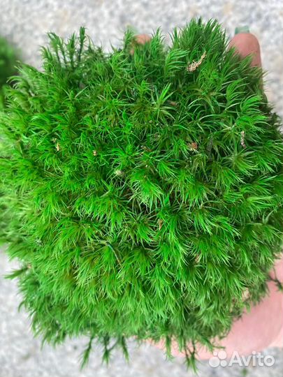 Стабилизированный мох