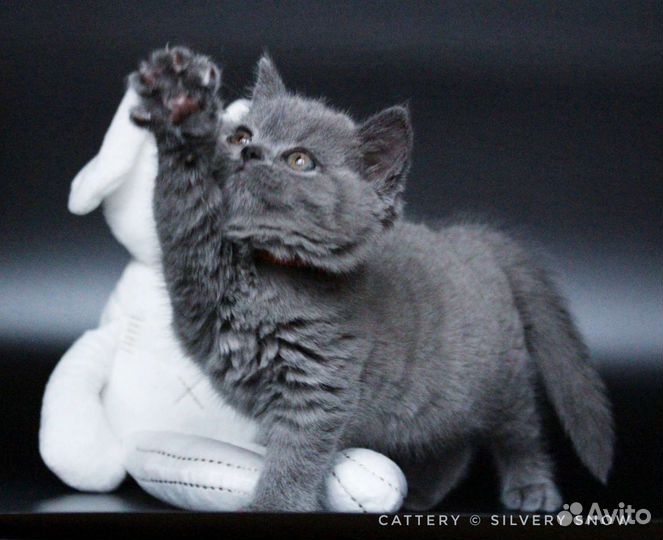Голубые британские котята. Продажа от заводчика