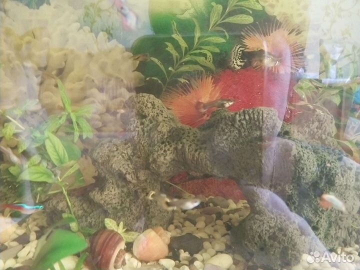 Гуппи, ампулярии