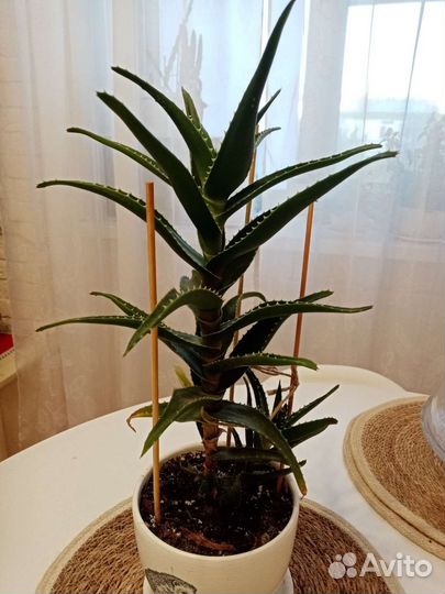 Алоэ столетник лечебный