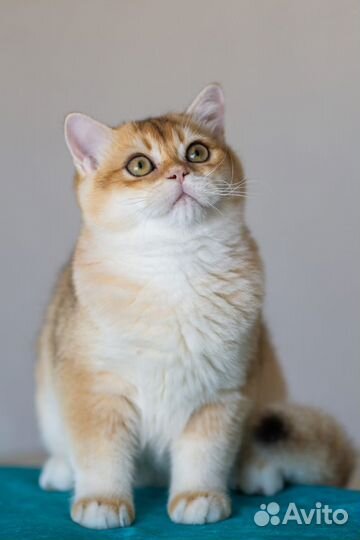 Британская золотая шиншилла ny 11