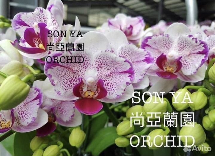 Орхидея фаленопсис бабочка son ya