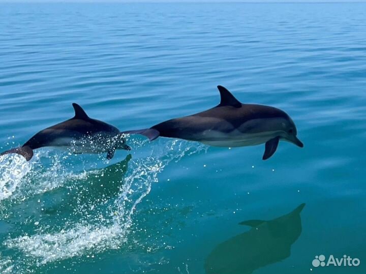 Морская Прогулка и Рыбалка в Сочи и Адлере
