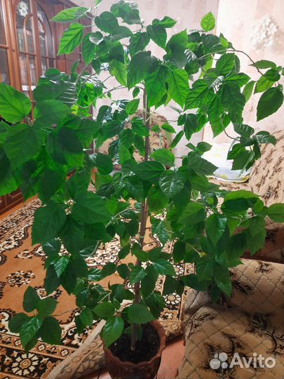 Гибискус (китайская роза)