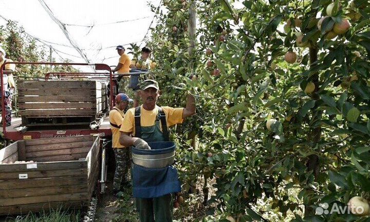 Сборщик яблок. Вахта