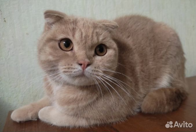 Британский вислоухий кот