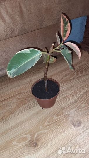 Фикус тинеке