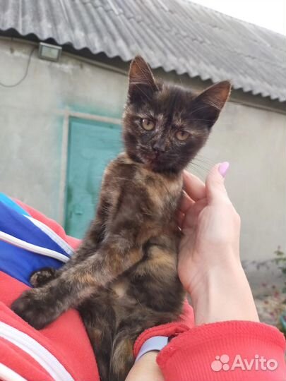 Котенок (девочка) в добрые руки