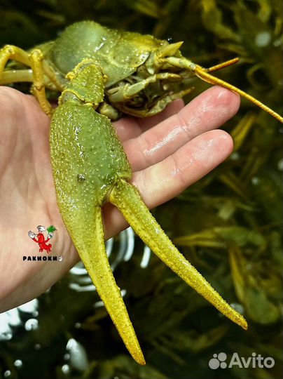 Раки наваристые