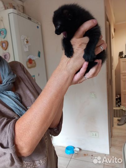 Отдам бесплатно