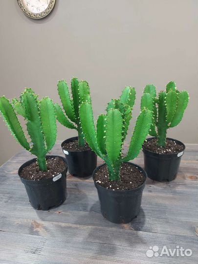 Молочай эуфорбия