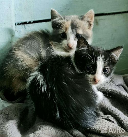 Котята отдам в добрые руки бесплатно