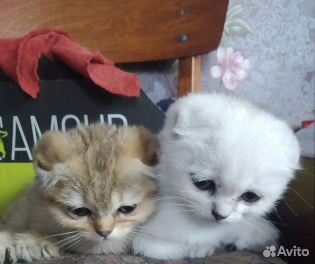 Шотладские котята