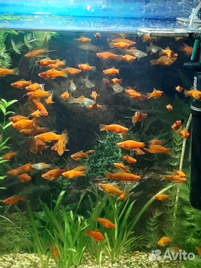 Гуппи,меченосцы,аквариумные растения