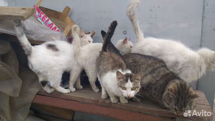 Кошки в добрые руки, разные