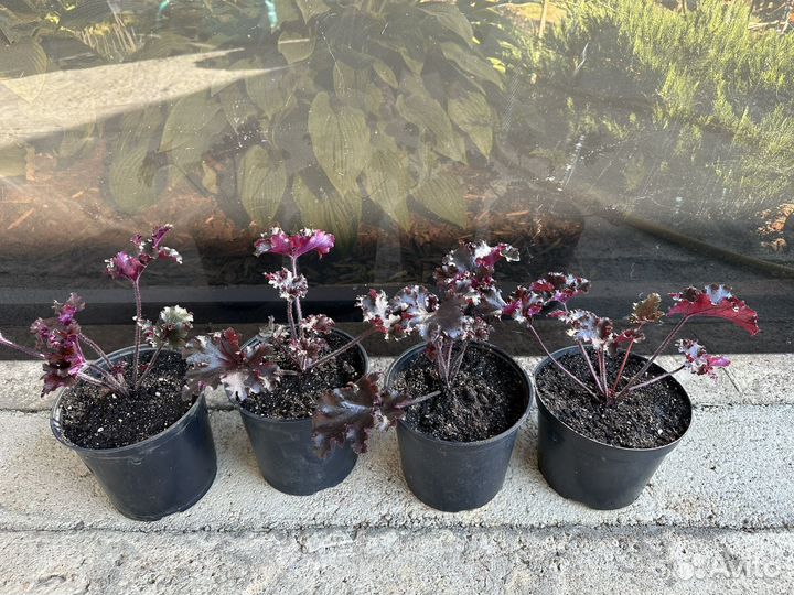 Растения гейхера