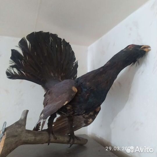 Чучела птиц