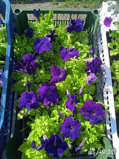 Рассада цветов