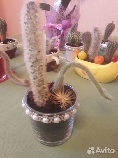Кактусы коллекция